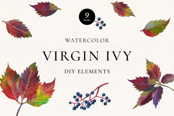 Download Virgin Ivy Watercolor Floral Elements - Floral elements Collection